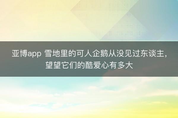 亚博app 雪地里的可人企鹅从没见过东谈主，望望它们的酷爱心有多大